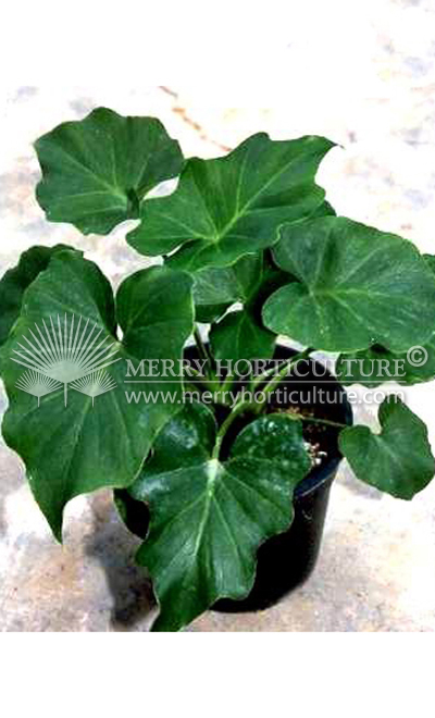 Philodendron Selloum